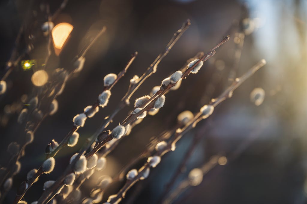 Pussy willow twigs with soft buds on blurred background